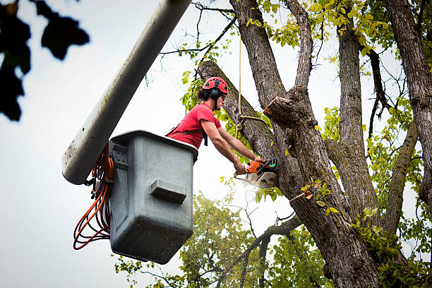 Best Stump Grinding and Removal  in Glespie, IL