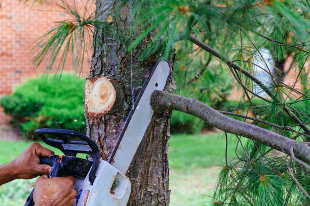  Glespie, IL Tree Removal Pros